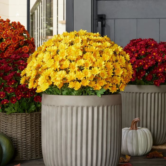 🔥 Limited Stock 49% OFF 🔥 - Artificial Outdoor Mums Flowers - UV resistant, Waterproof, Windproof🌼