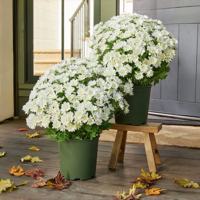 🔥 Limited Stock 49% OFF 🔥 - Artificial Outdoor Mums Flowers - UV resistant, Waterproof, Windproof🌼