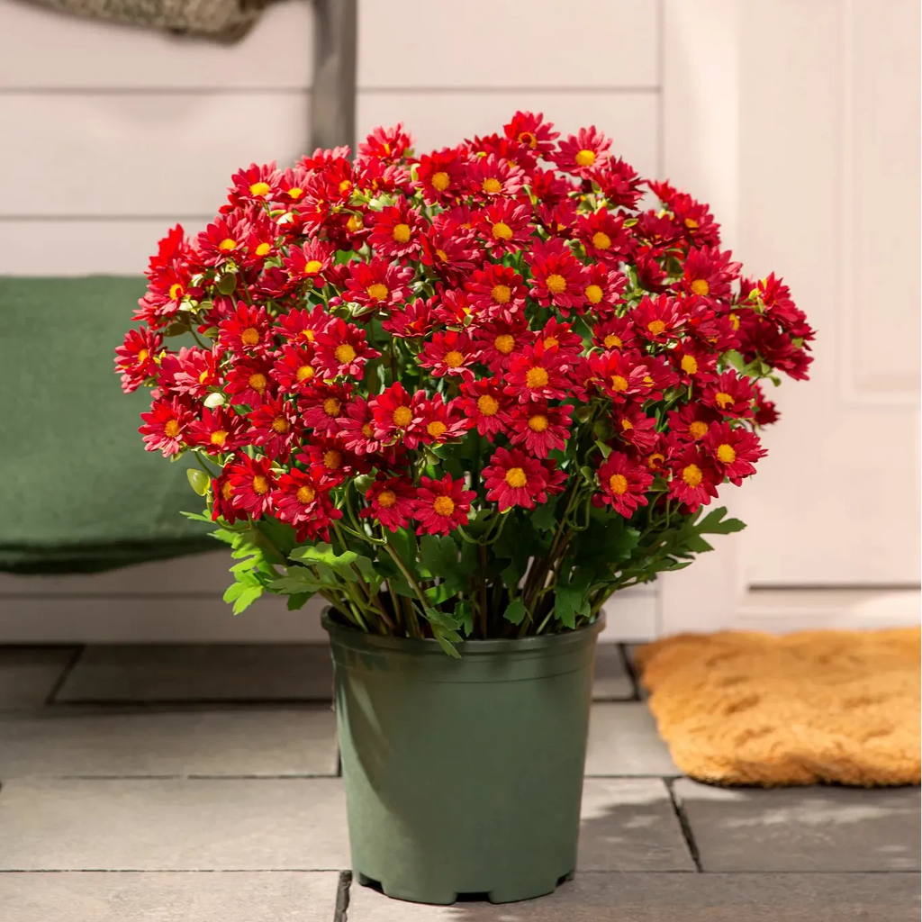 🔥 Limited Stock 49% OFF 🔥 - Artificial Outdoor Mums Flowers - UV resistant, Waterproof, Windproof🌼