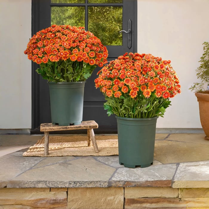 🔥 Limited Stock 49% OFF 🔥 - Artificial Outdoor Mums Flowers - UV resistant, Waterproof, Windproof🌼