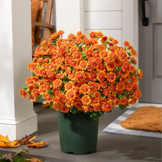🔥 Limited Stock 49% OFF 🔥 - Artificial Outdoor Mums Flowers - UV resistant, Waterproof, Windproof🌼