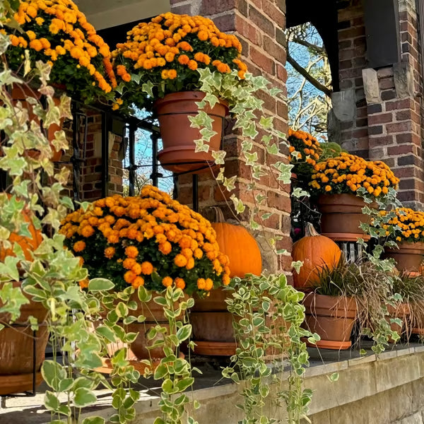 Railing Plant Hanger