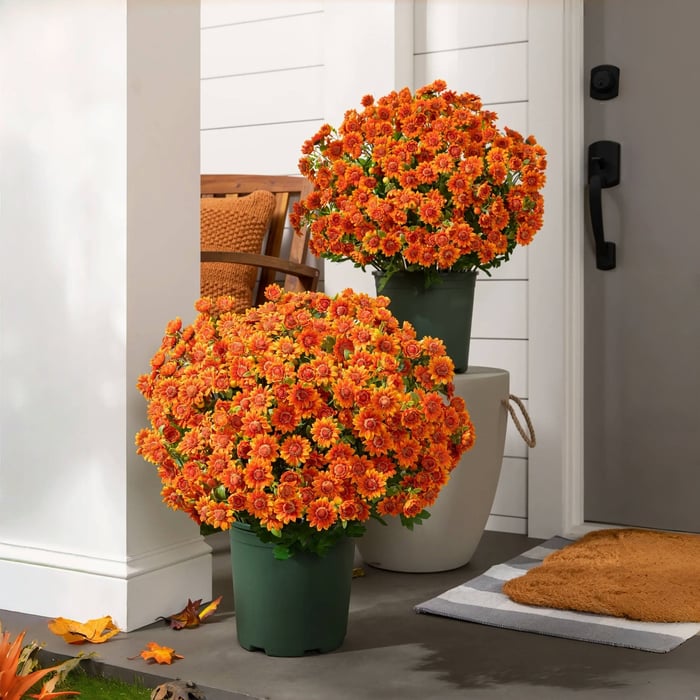🔥 Limited Stock 49% OFF 🔥 - Artificial Outdoor Mums Flowers - UV resistant, Waterproof, Windproof🌼