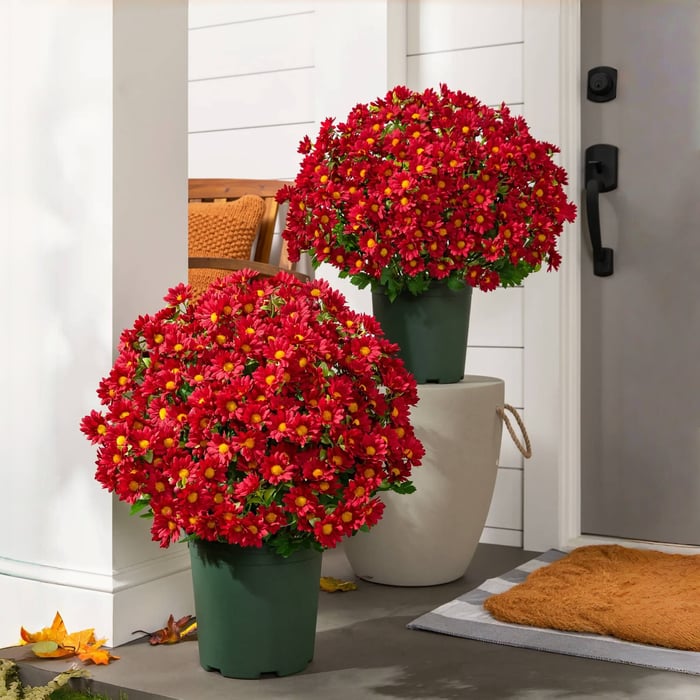 🔥 Limited Stock 49% OFF 🔥 - Artificial Outdoor Mums Flowers - UV resistant, Waterproof, Windproof🌼