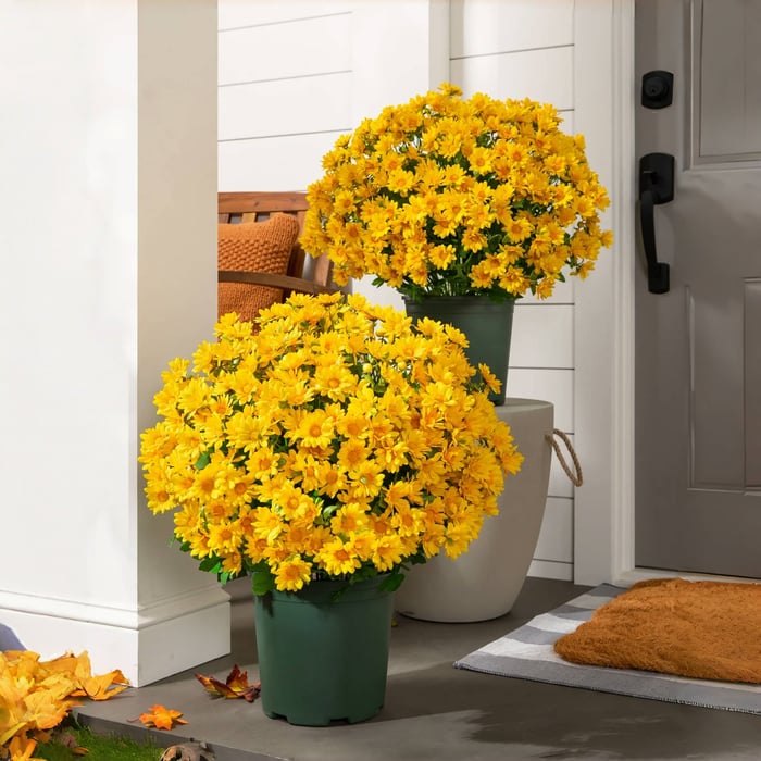 🔥 Limited Stock 49% OFF 🔥 - Artificial Outdoor Mums Flowers - UV resistant, Waterproof, Windproof🌼